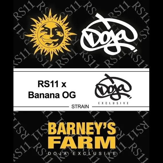 RS11 x Banana OG — immagine 2