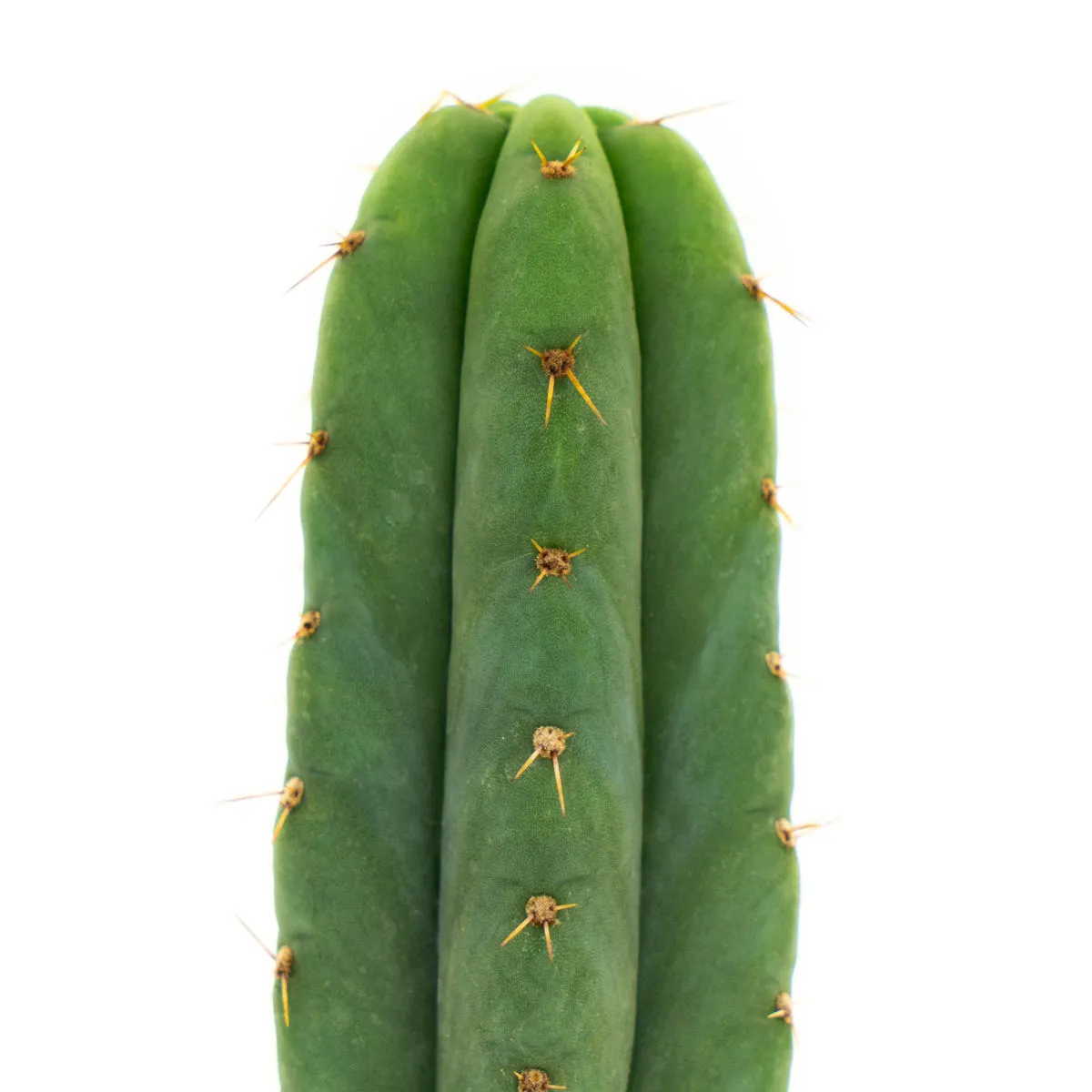 San Pedro — immagine 3