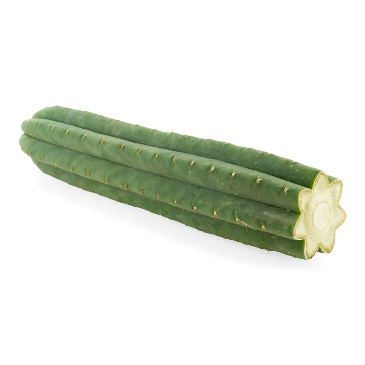 San Pedro a 7 coste (Echinopsis pachanoi) — immagine 2