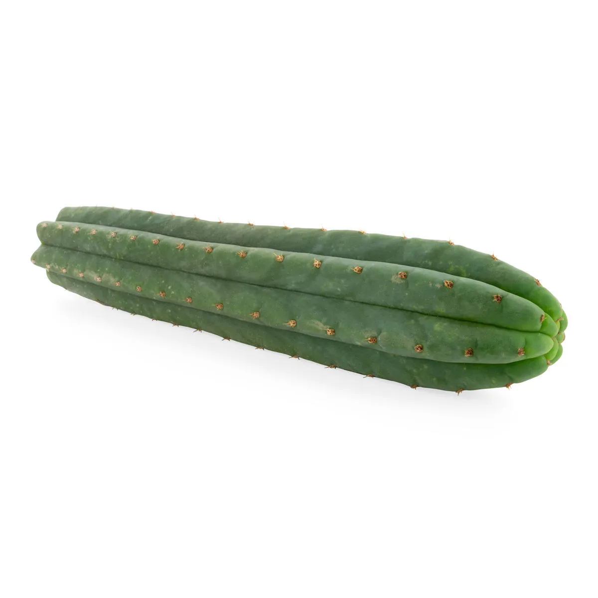 San Pedro a 7 coste (Echinopsis pachanoi) — immagine 3