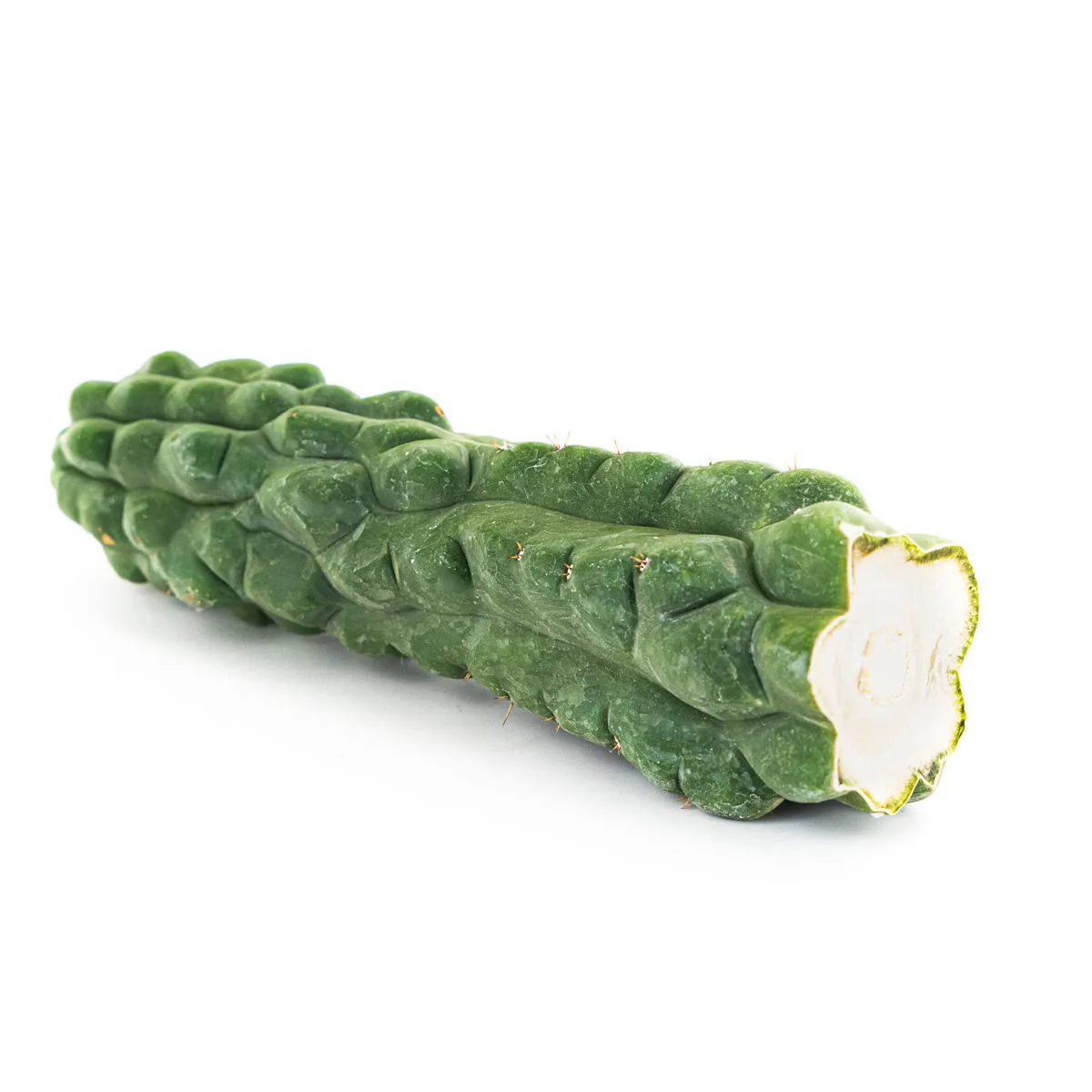 San Pedro (Echinopsis pachanoi) 'Monstrose' — immagine 2