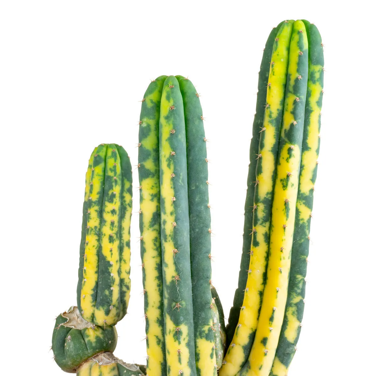 San Pedro Variegato (Echinopsis pachanoi variegata) Buenavista — immagine 3