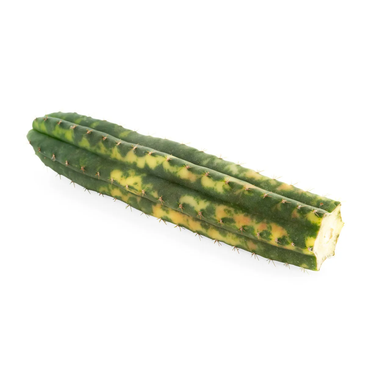 San Pedro Variegato (Echinopsis pachanoi variegata) Buenavista — immagine 4