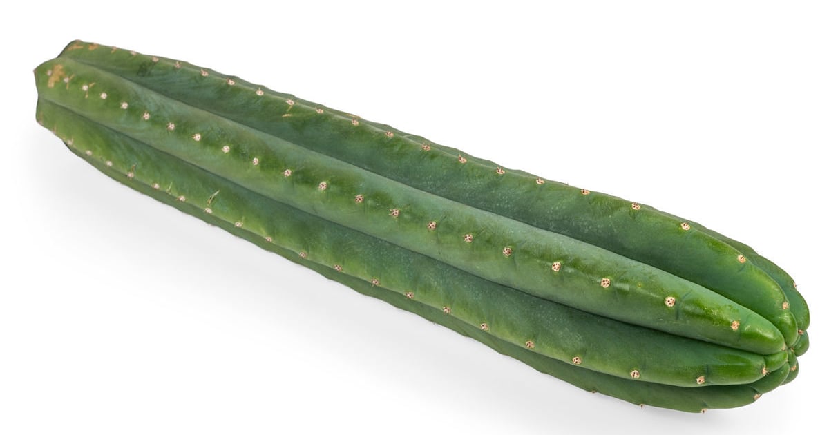 Cactus San Pedro XL — Talea Viva 50 cm | Azarius