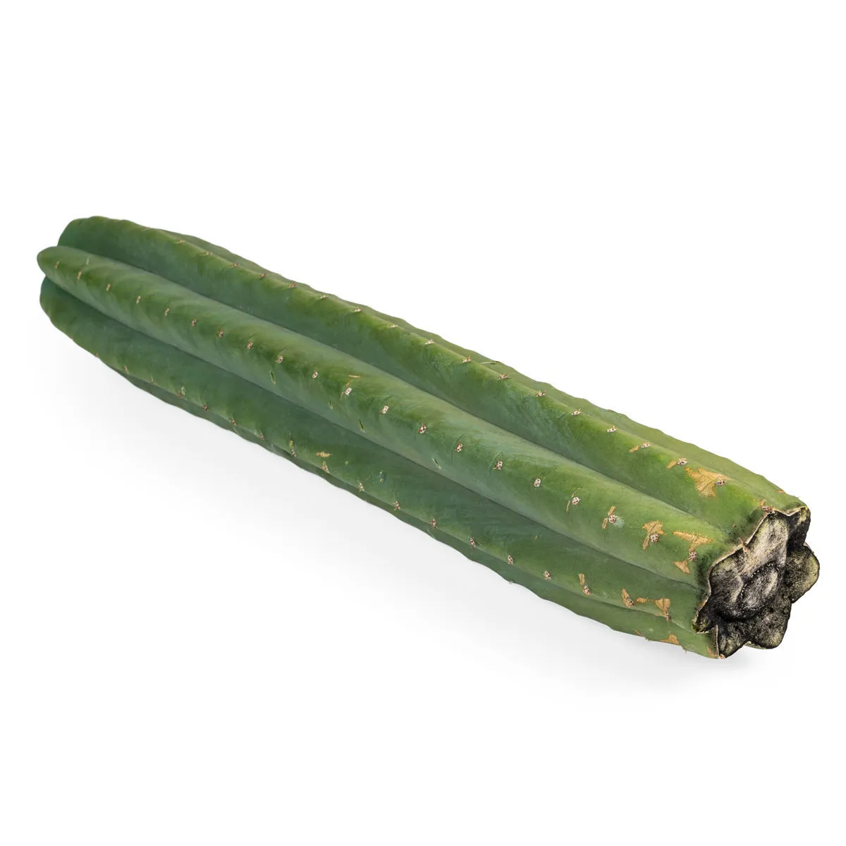 San Pedro XL (Echinopsis pachanoi) — immagine 2
