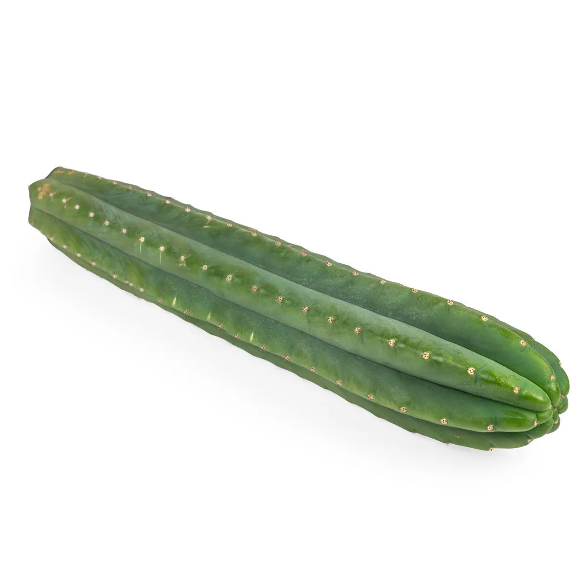 San Pedro XL (Echinopsis pachanoi) — immagine 3