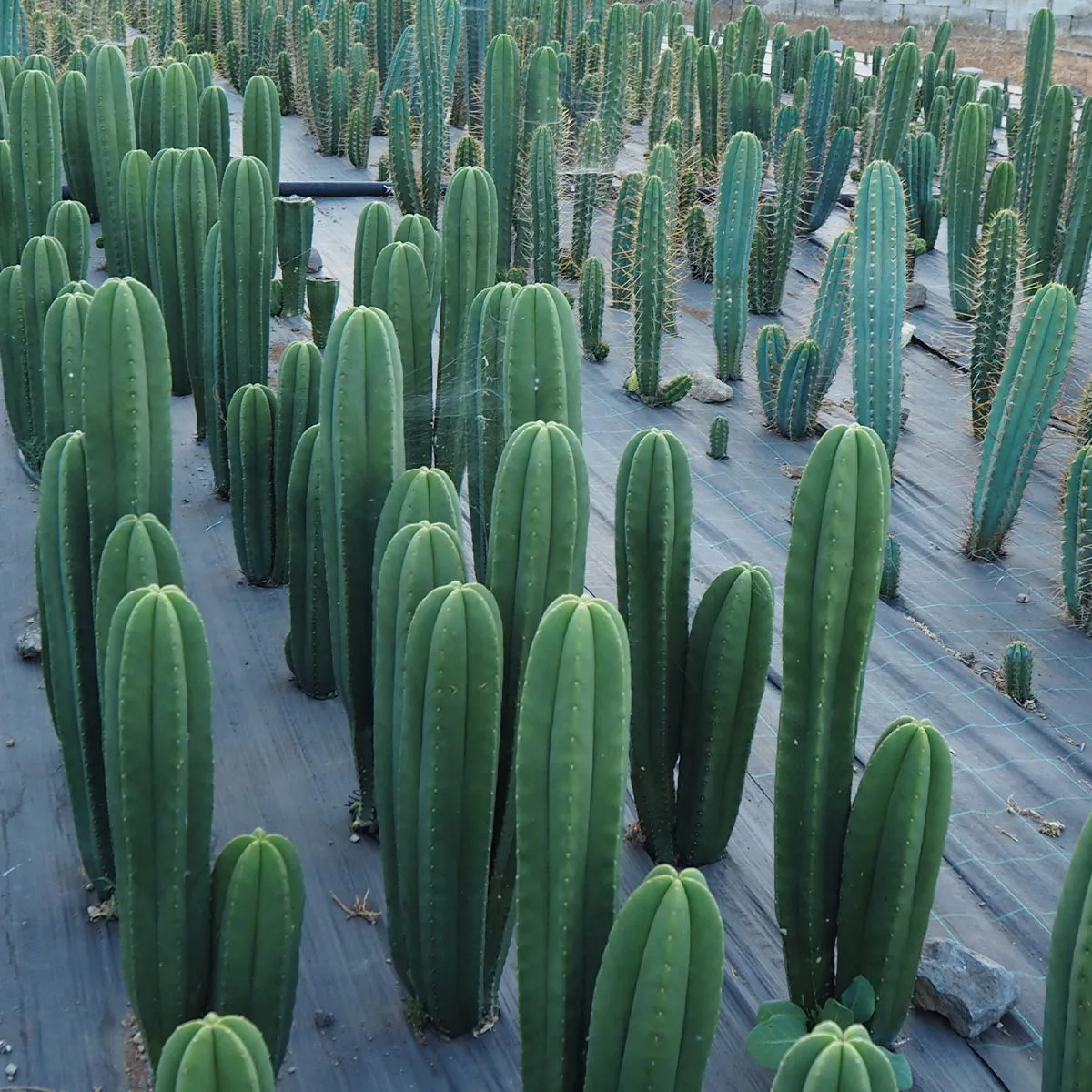 San Pedro XL (Echinopsis pachanoi) — immagine 4