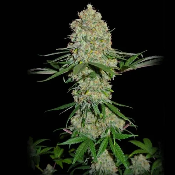 Silver Buddha Haze — immagine 2
