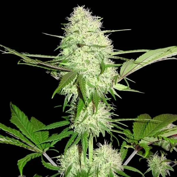 Silver Buddha Haze — immagine 3