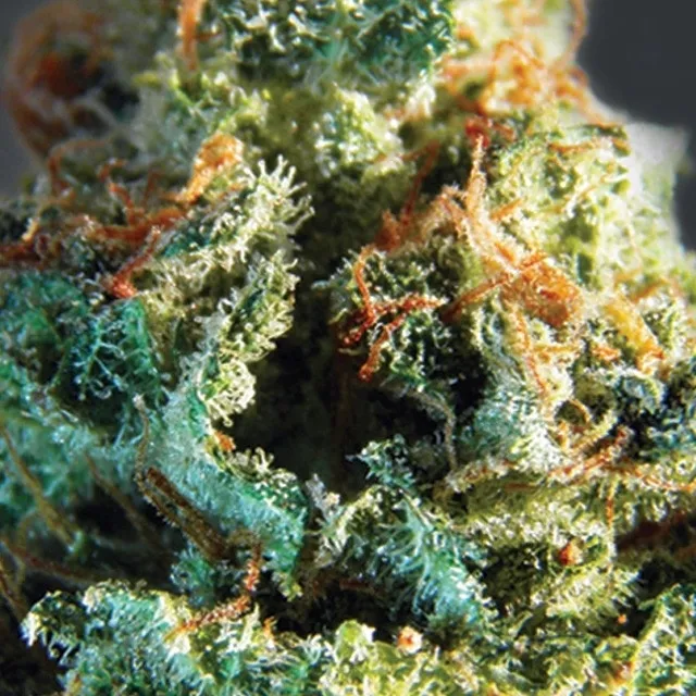 Silver Haze — immagine 2