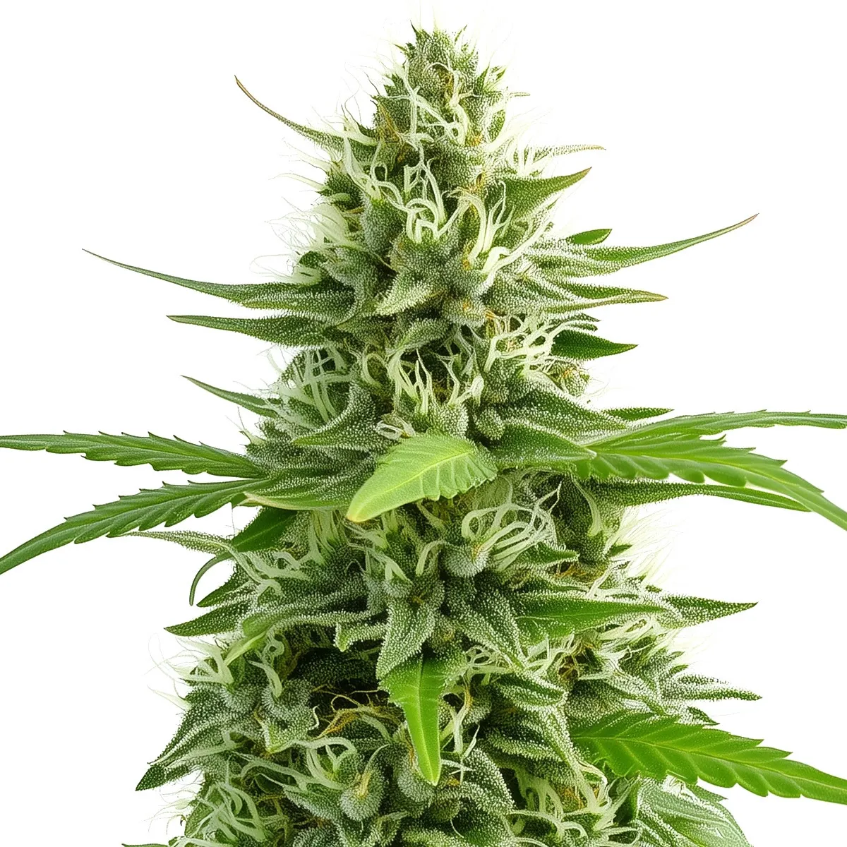 Skywalker OG — immagine 2