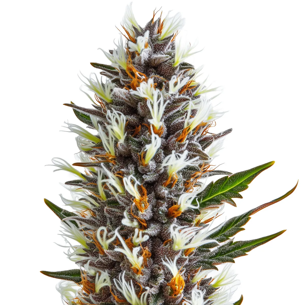 Skywalker OG Auto — immagine 2