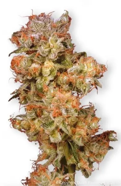 Snow Bud — immagine 2