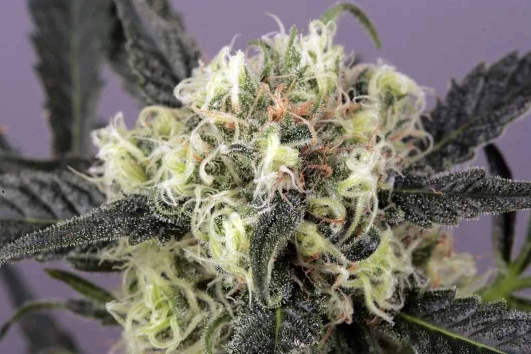 Snow Bud — immagine 3