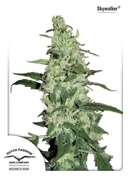 Snow Bud — immagine 4