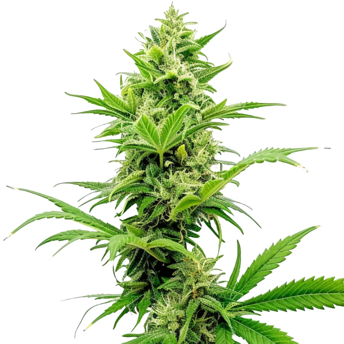 Sour Diesel — immagine 2