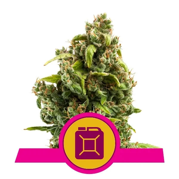 Sour Diesel — immagine 2