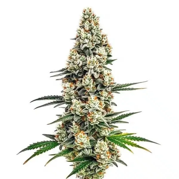 Stardawg — immagine 2