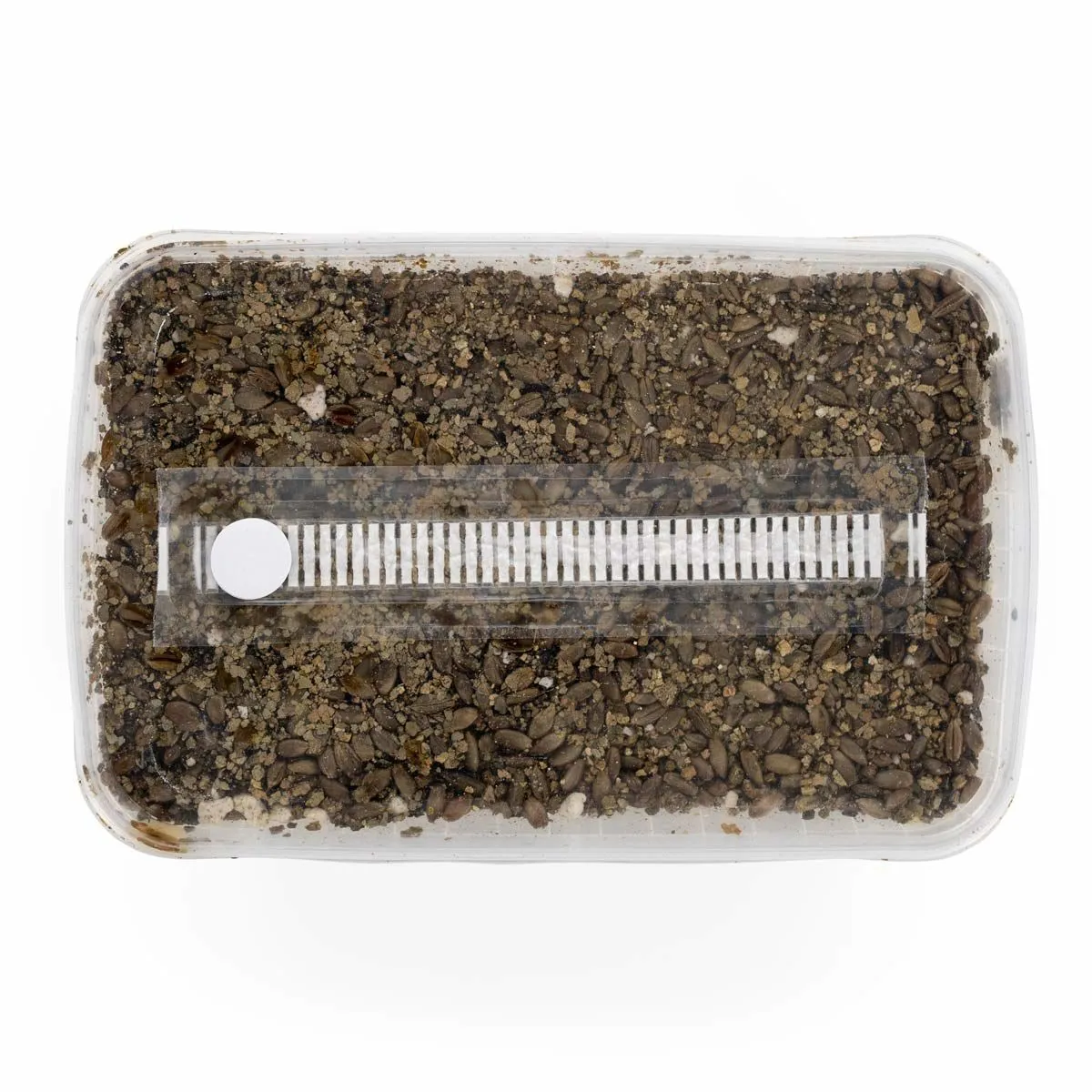 Kit di substrato sterilizzato — immagine 2