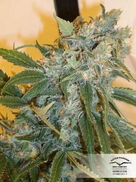 Strawberry Cough — immagine 2