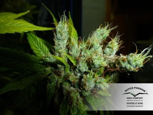 Strawberry Cough — immagine 3