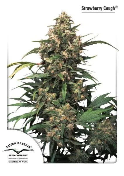 Strawberry Cough — immagine 4