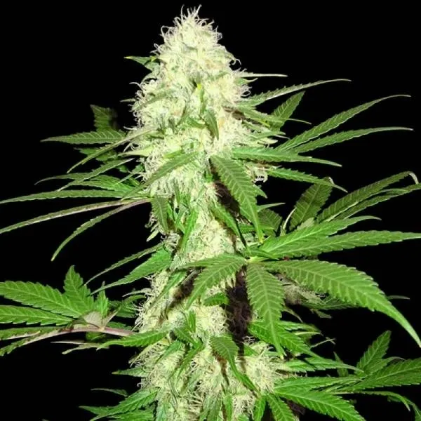 Sumo's Big Bud — immagine 2