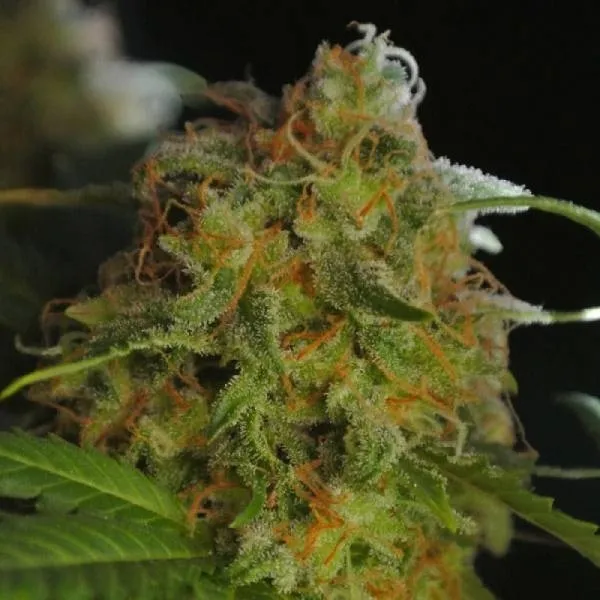 Sumo's Big Bud — immagine 3