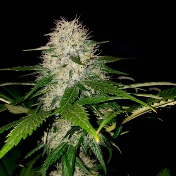 Sumo's OG Kush — immagine 2