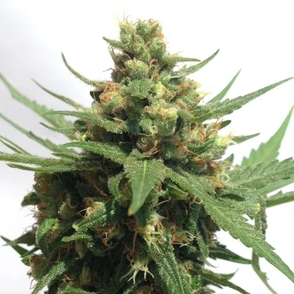 Sumo's OG Kush Auto — immagine 2