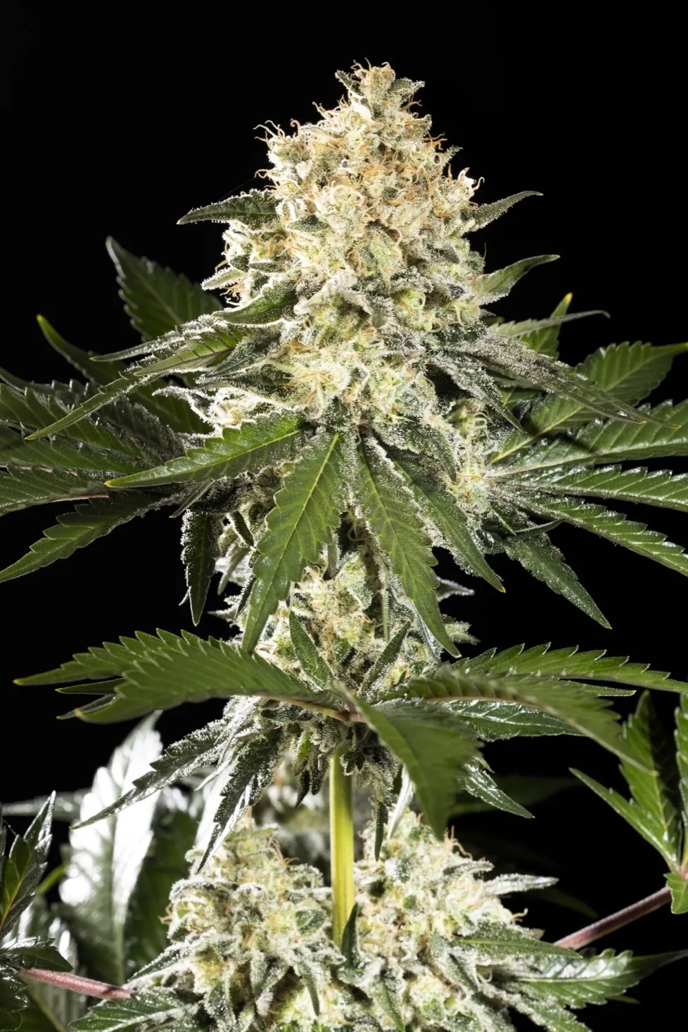 Sunset Sherbet Go Fast — immagine 2