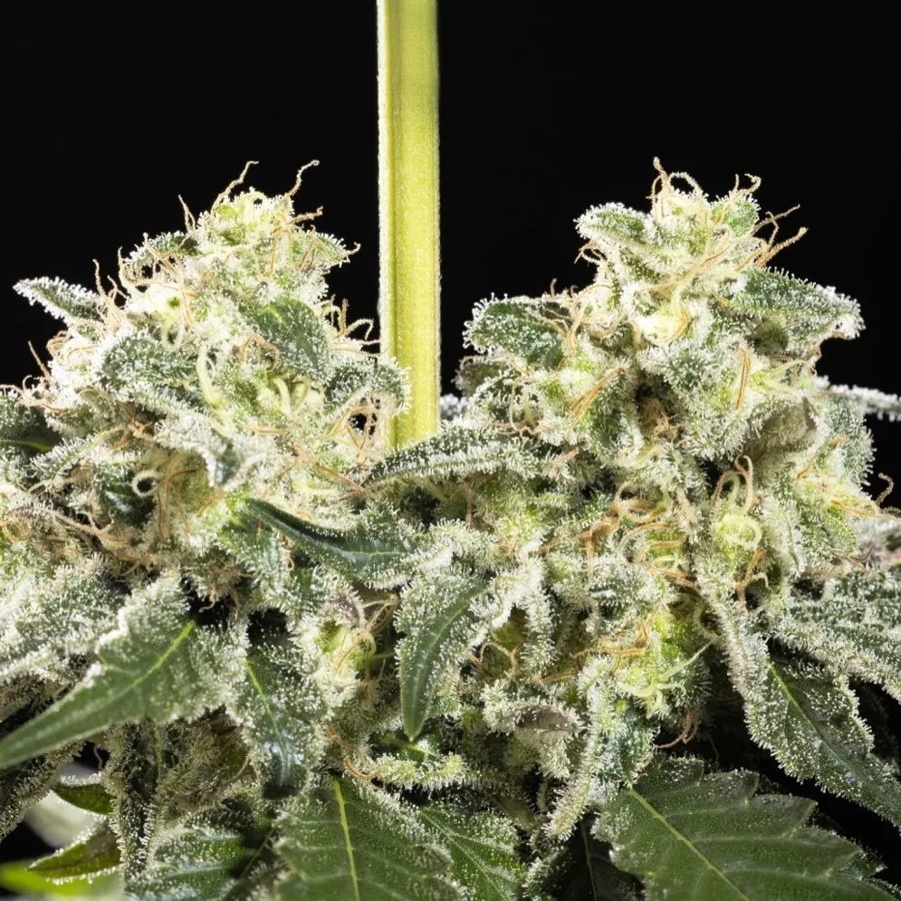 Sunset Sherbet Go Fast — immagine 3