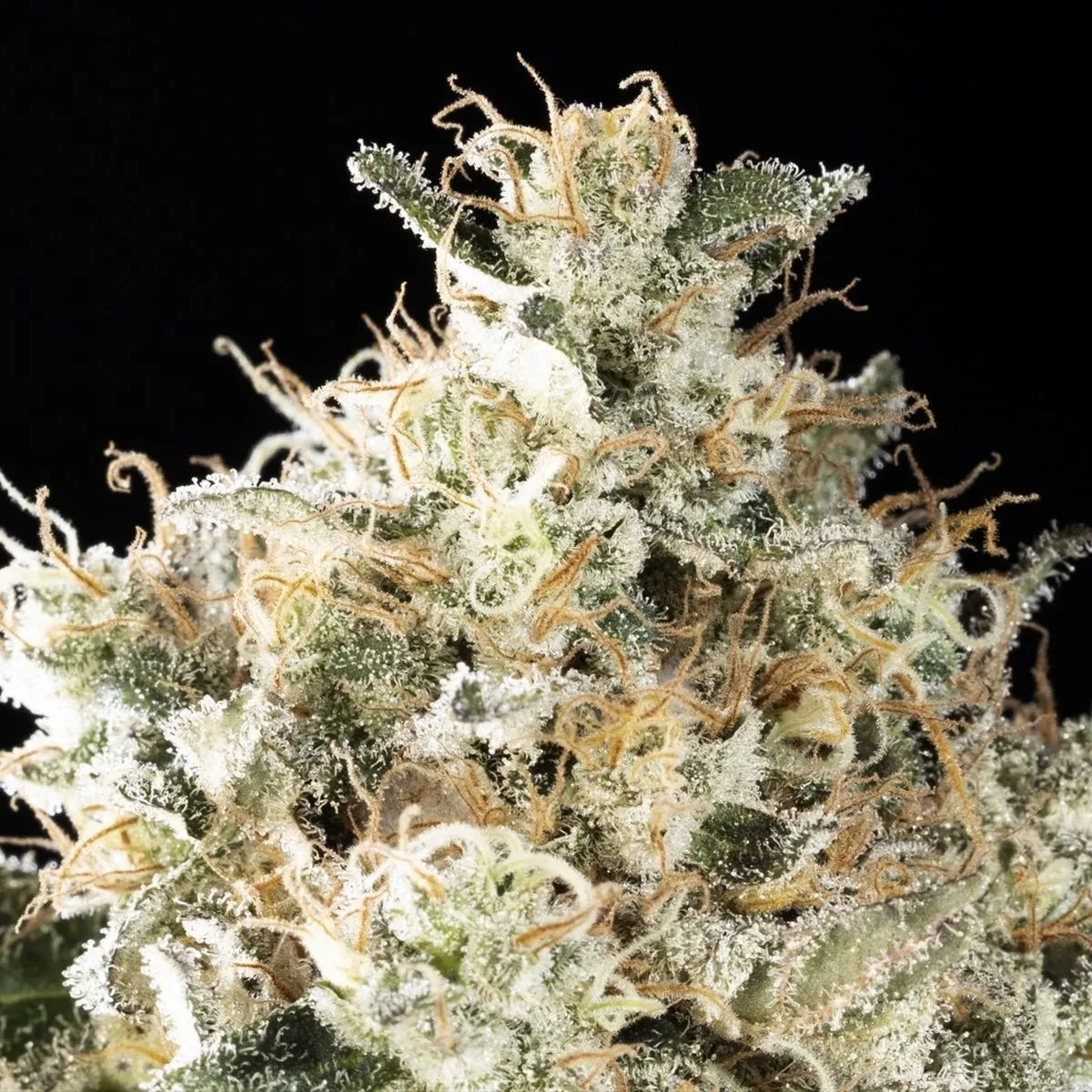 Sunset Sherbet Go Fast — immagine 4