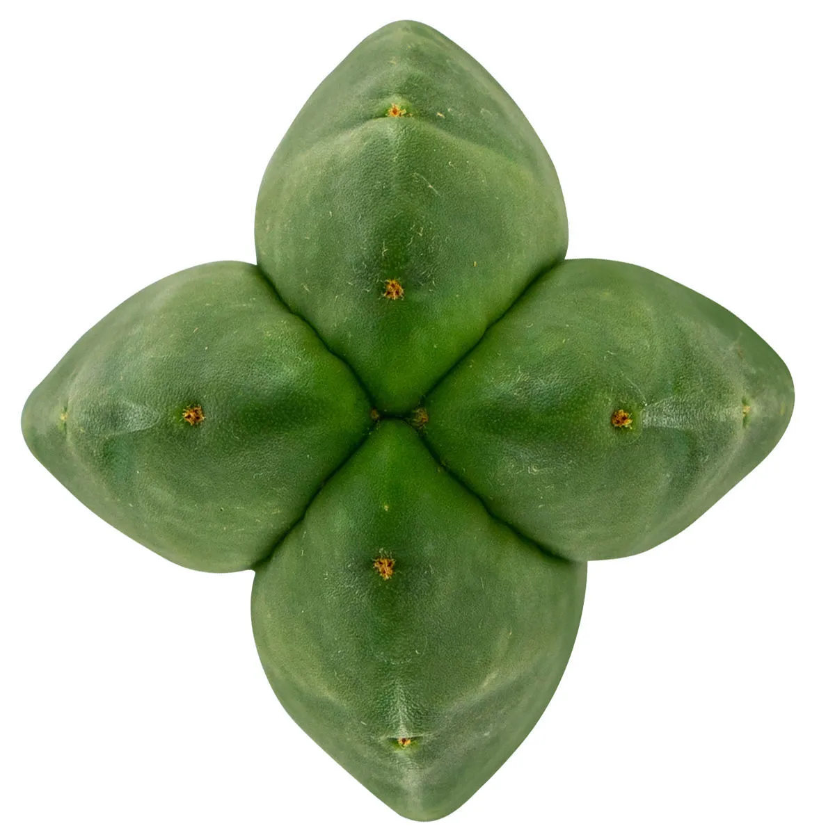 Super Pedro - 4 Coste (Echinopsis scopulicola) — immagine 2