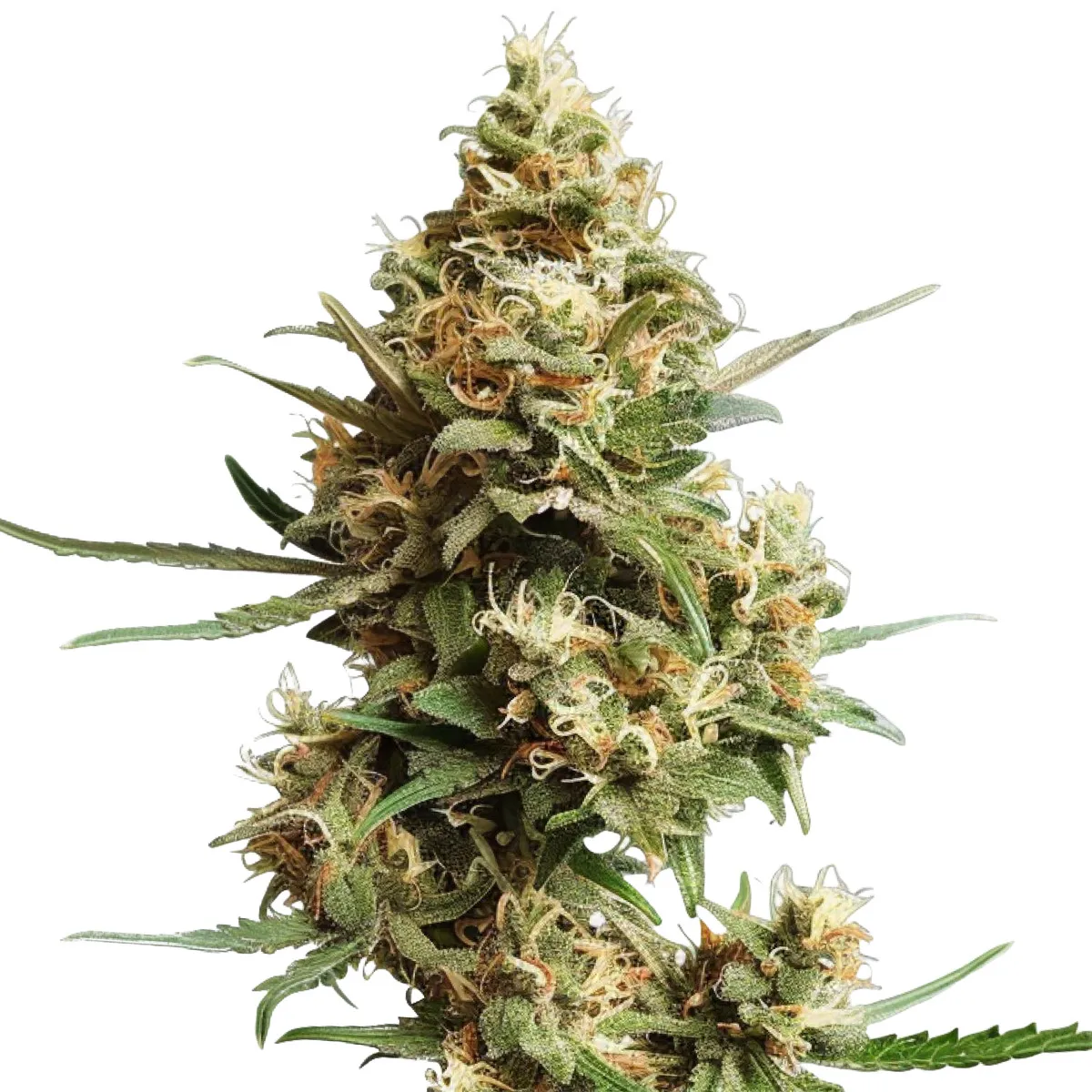 Super Silver Haze — immagine 2