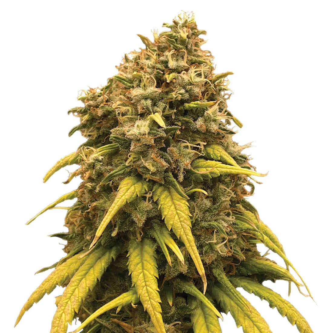 Super Silver Haze — immagine 2
