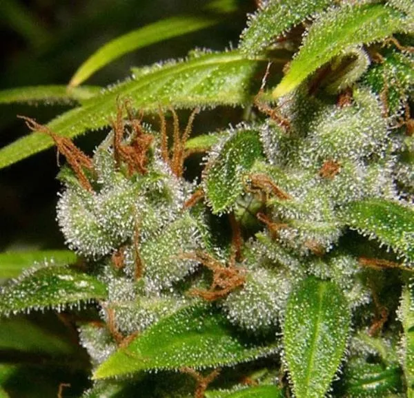 Super Silver Haze — immagine 2