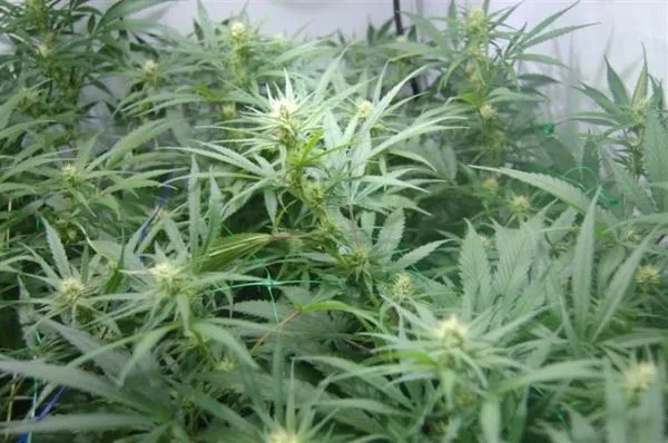 Super Silver Haze — immagine 3