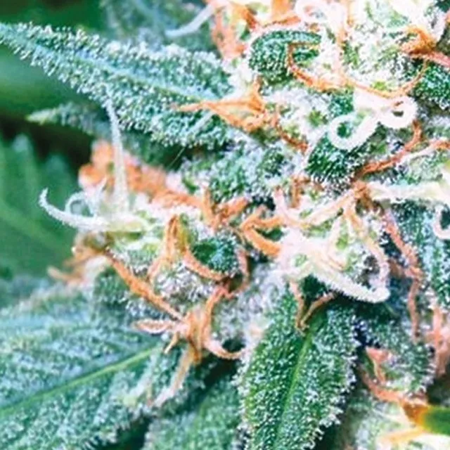 Super Skunk — immagine 2