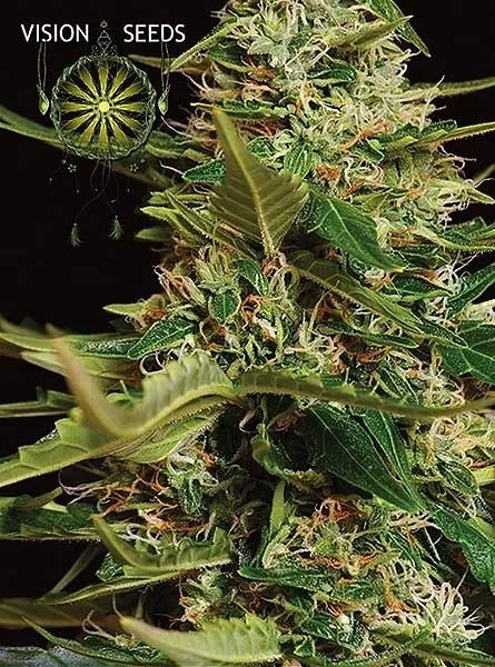 Super Skunk Autoflowering — immagine 2