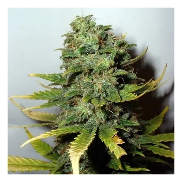Super Skunk — immagine 2