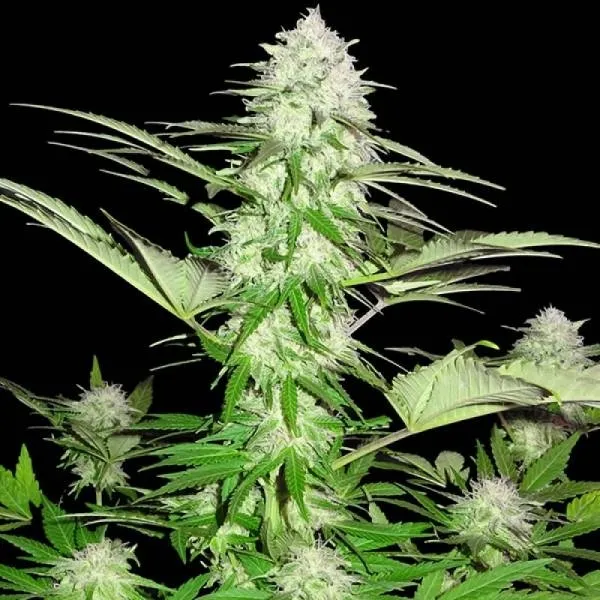 Sweet Harlem Diesel — immagine 3