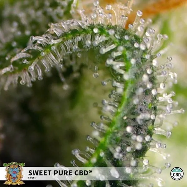 Sweet Pure CBD — immagine 2