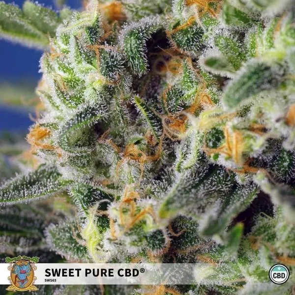 Sweet Pure CBD — immagine 3