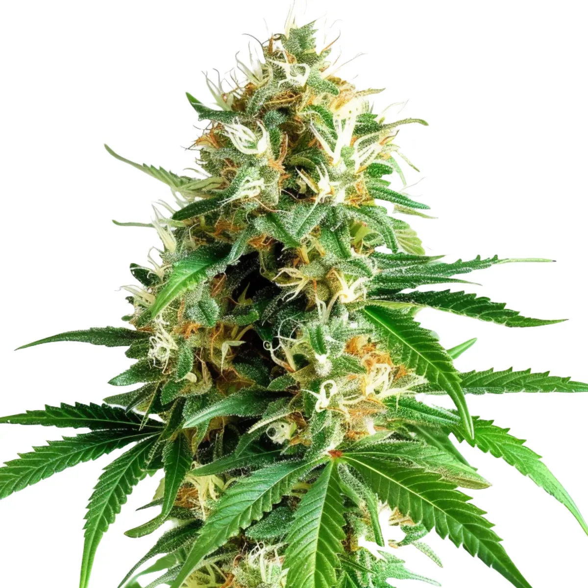 Tangerine Dream Auto — immagine 2