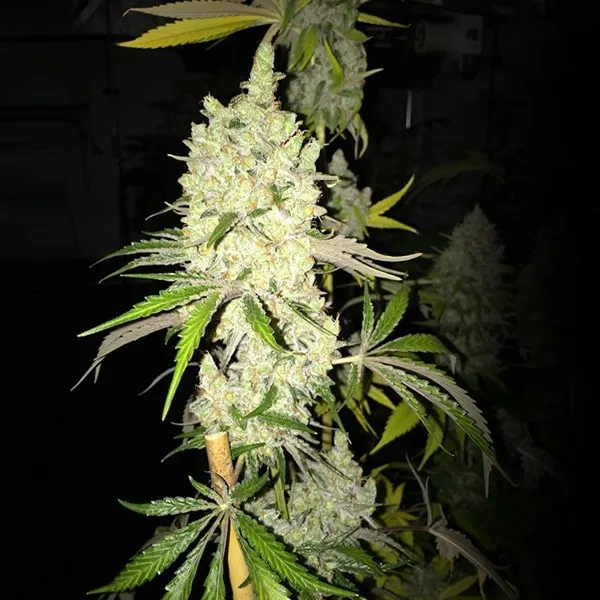 Tangie Ghost Train — immagine 2