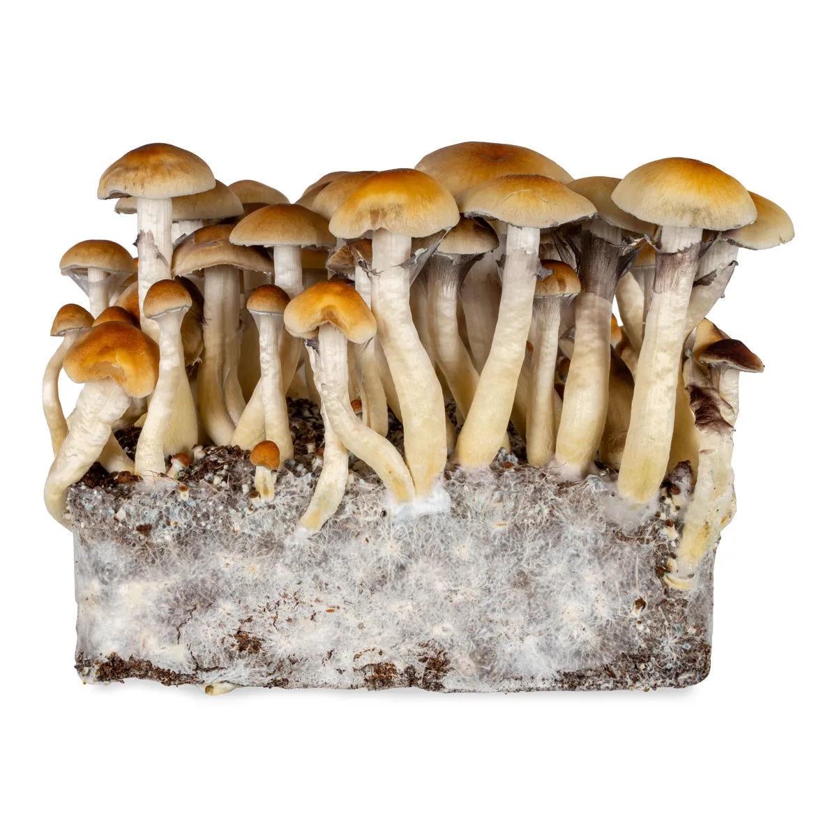 Siringa di coltura liquida Thai (Acid Shroomz) — immagine 3