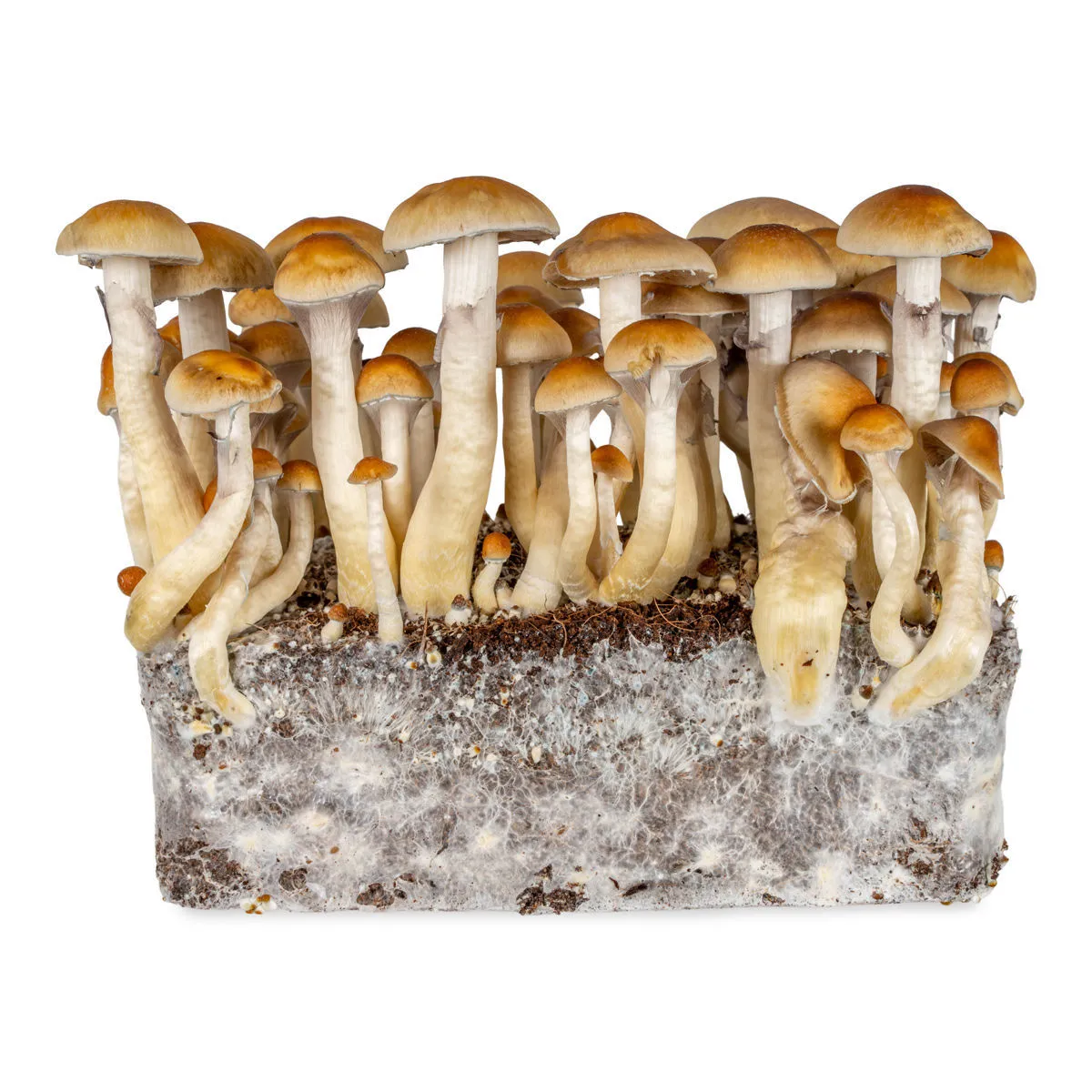 Siringa di coltura liquida Thai (Acid Shroomz) — immagine 4