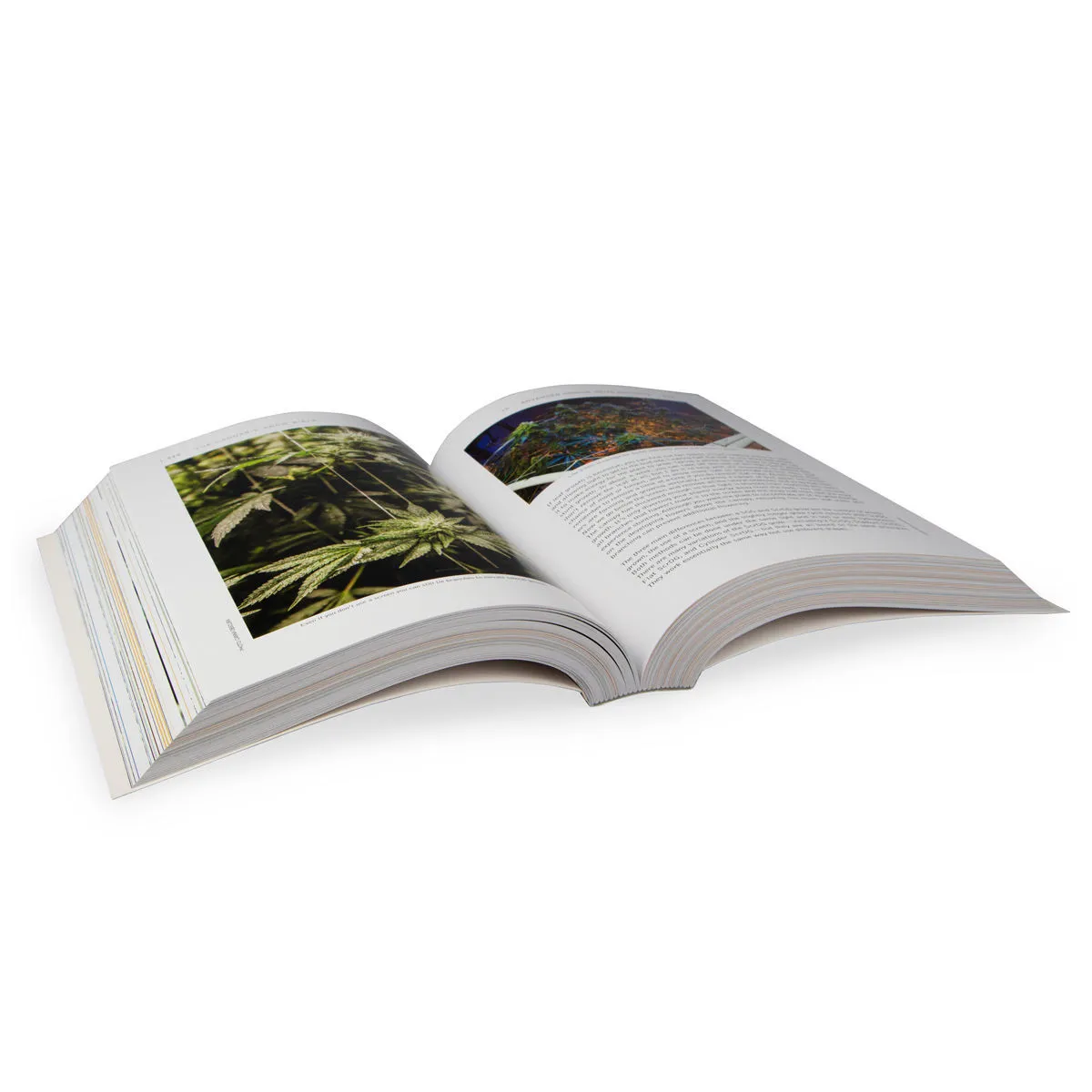 The Cannabis Grow Bible — immagine 3