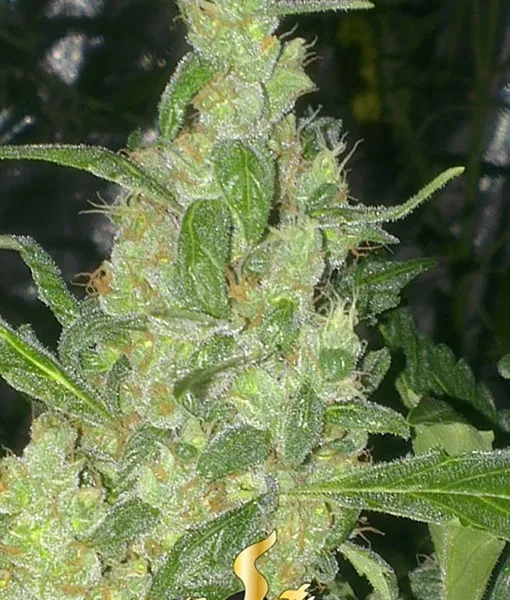 Turing Autoflowering — immagine 2